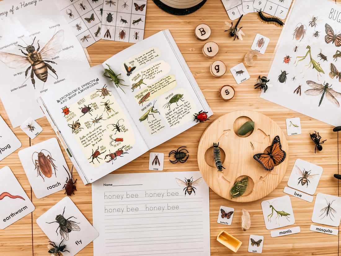 Bug Unit Study