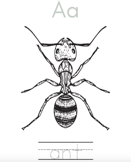 ABC Bug Coloring Pages